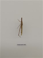 藏品(直翅目(1))的圖片